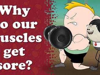 Why do our muscles get sore? | #aumsum #kids #science #education #children